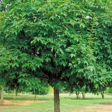 thumbnail for publication: Acer saccharum 'Green Mountain': 'Green Mountain' Sugar Maple